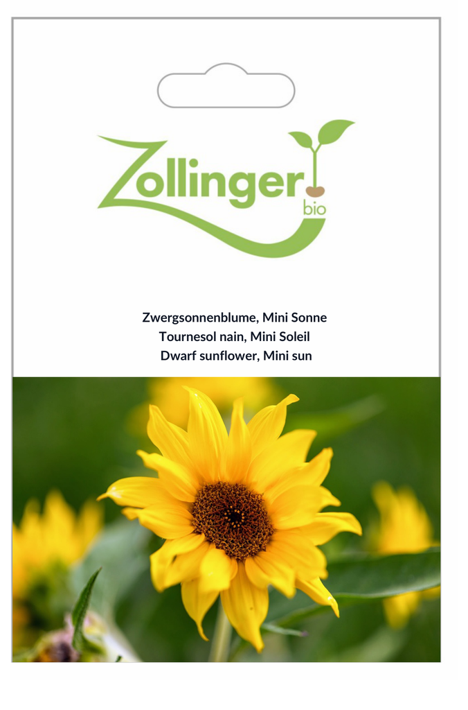 Sachet recto Tournesol nain, Mini Soleil