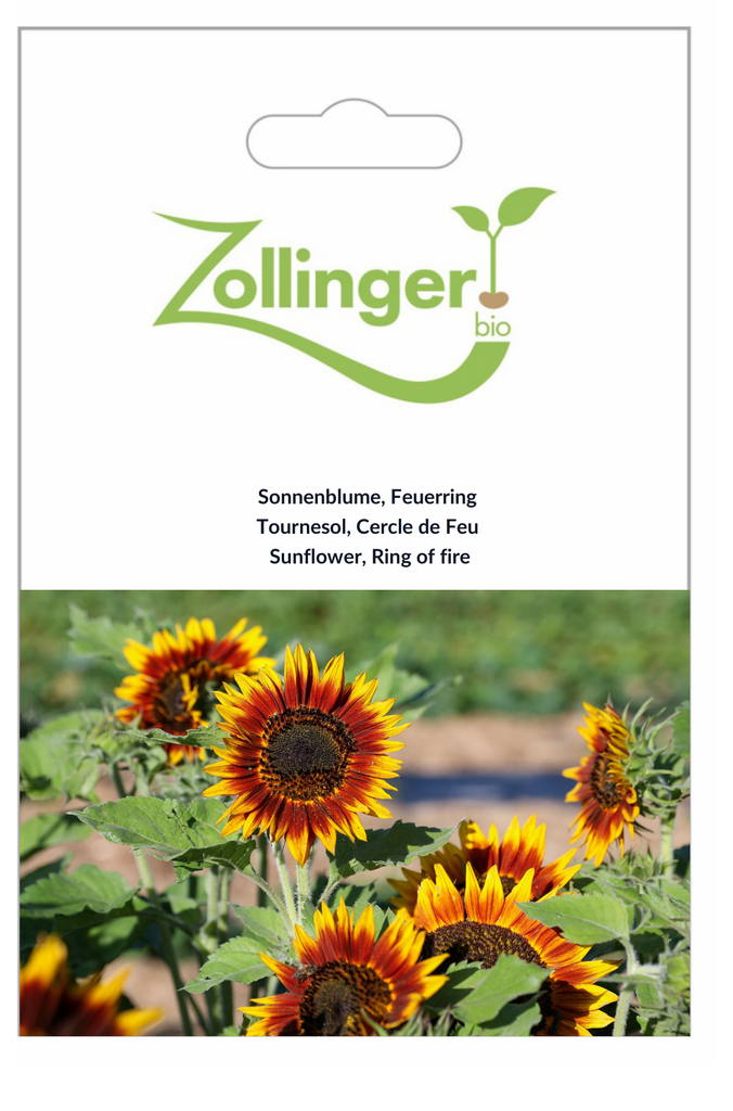 Sachet recto Tournesol, Cercle de Feu