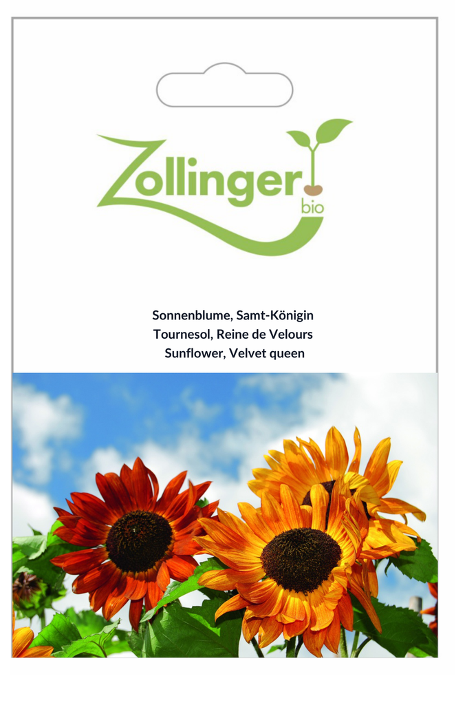 Sachet recto Tournesol, Reine de Velours