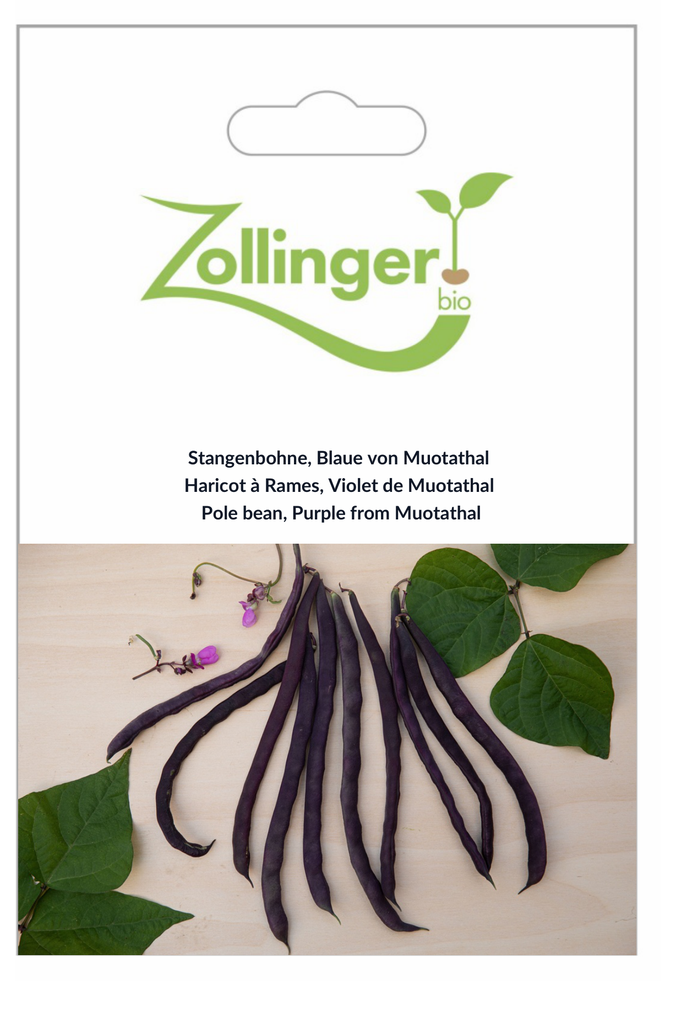 Sachet recto Haricot à Rames, Violet de Muotathal