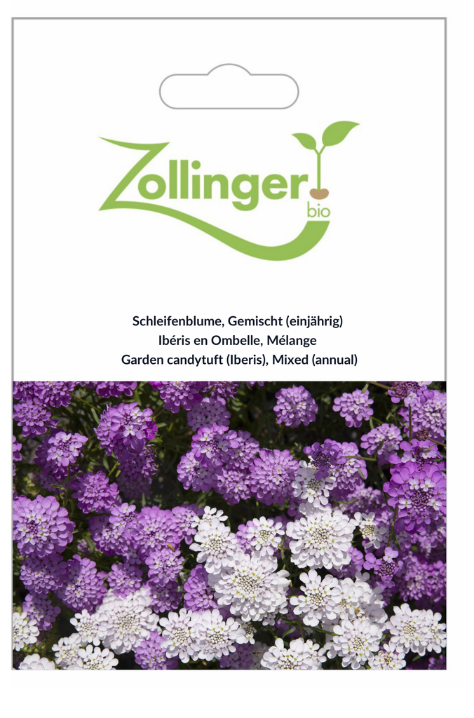 Sachet recto Ibéris en Ombelle, Mélange