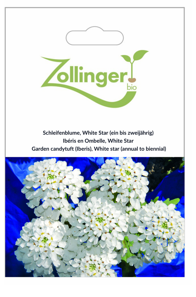 Sachet recto Ibéris en Ombelle, White Star