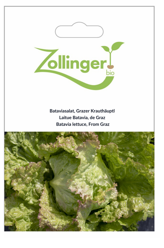 Sachet recto Laitue Batavia, de Graz