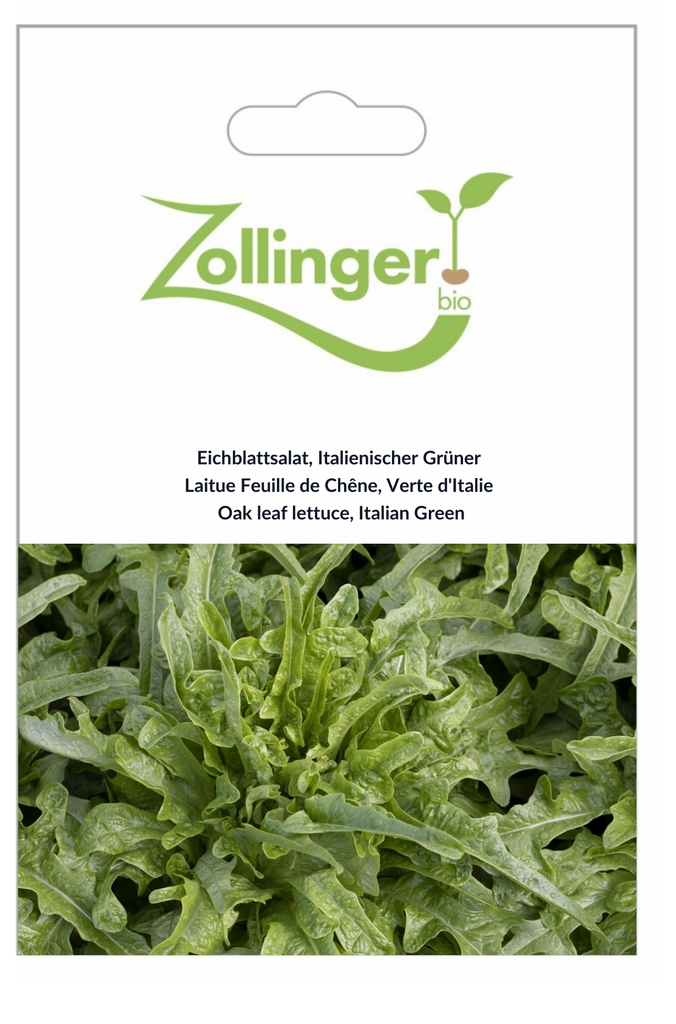 Sachet recto Laitue Feuille de Chêne, Verte d'Italie