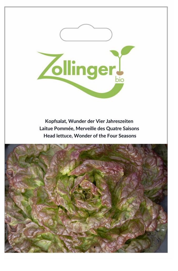 Sachet recto Laitue Pommée, Merveille des Quatre Saisons