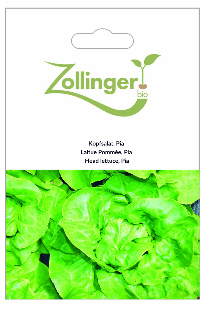 Sachet recto Laitue Pommée, Pia