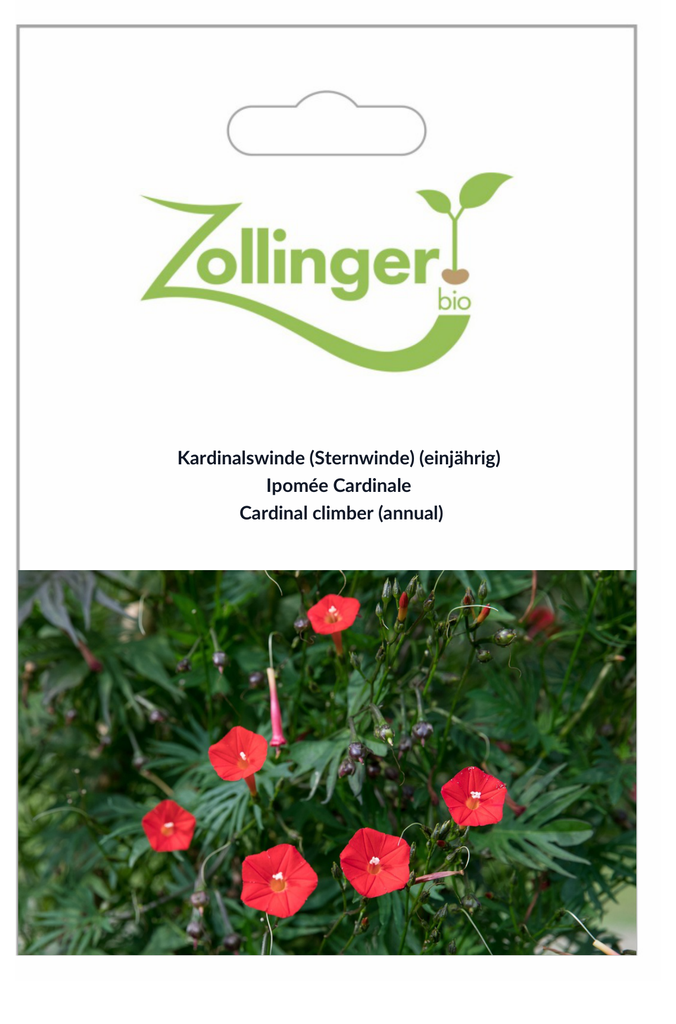 Sachet recto Ipomée Cardinale