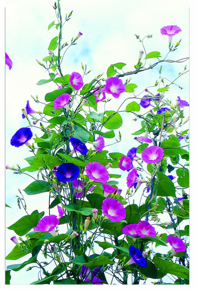 Sachet recto Ipomée, Pink-blue