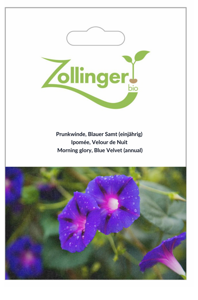 Sachet recto Ipomée, Velour de Nuit