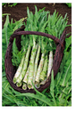 Sachet recto Laitue Asperge, Wosun