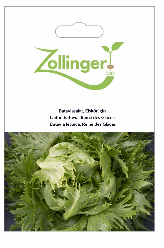 Sachet recto Laitue Batavia, Reine des Glaces