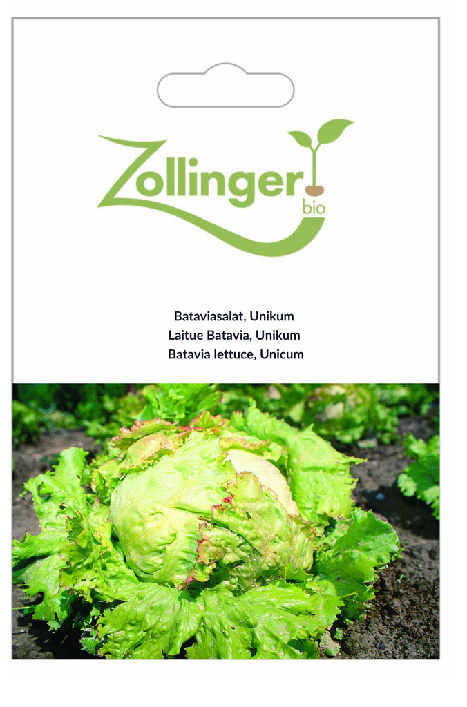 Sachet recto Laitue Batavia, Unikum