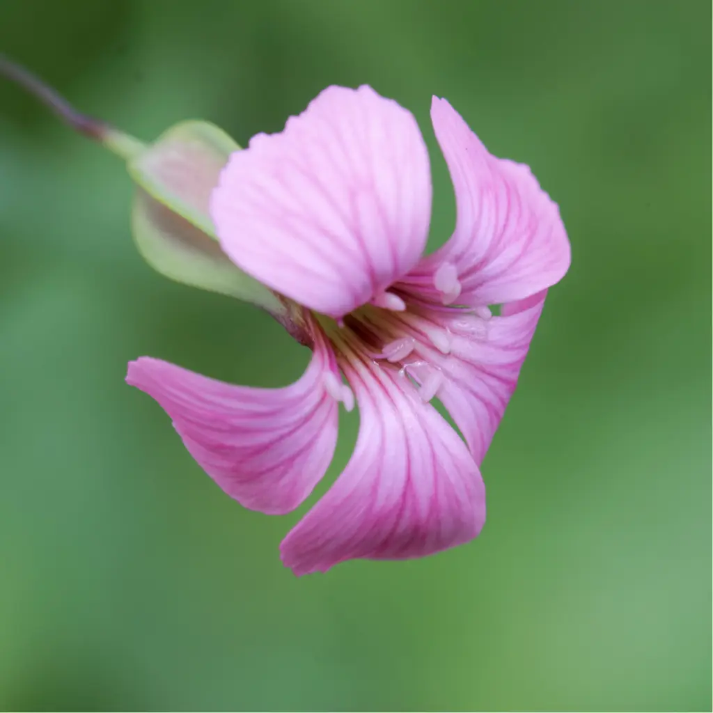 Zollinger Product Photos (4).webp