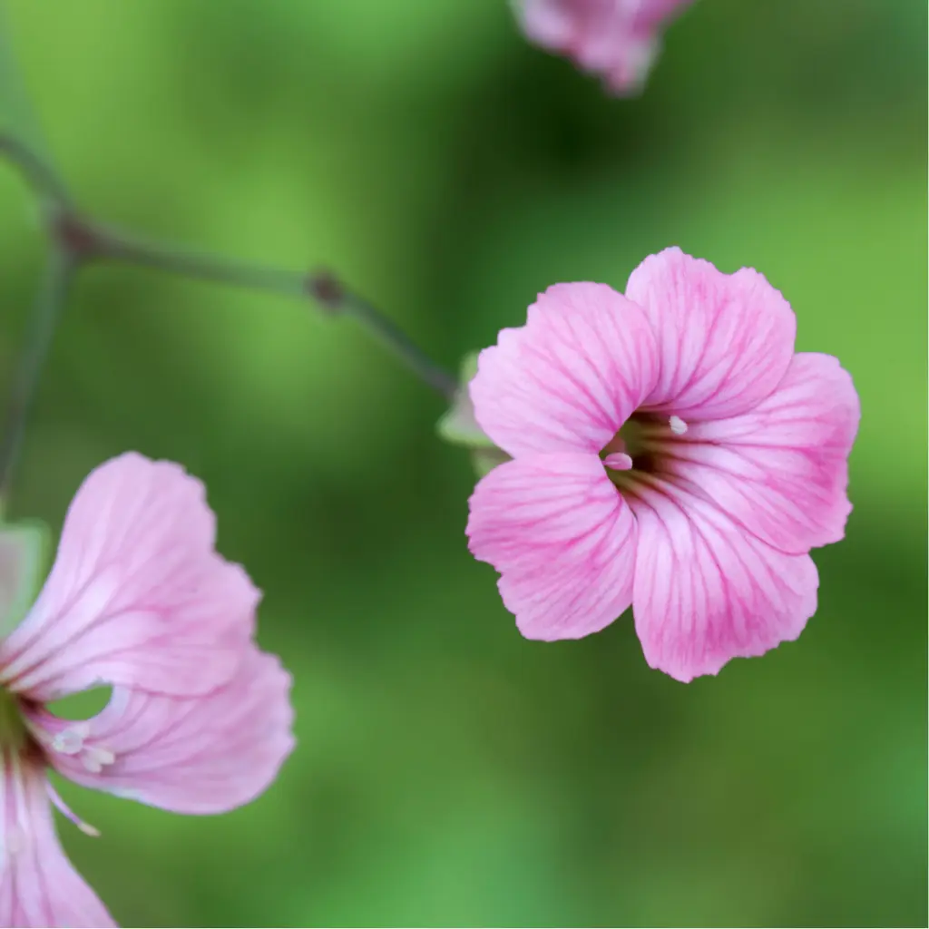 Zollinger Product Photos (3).webp