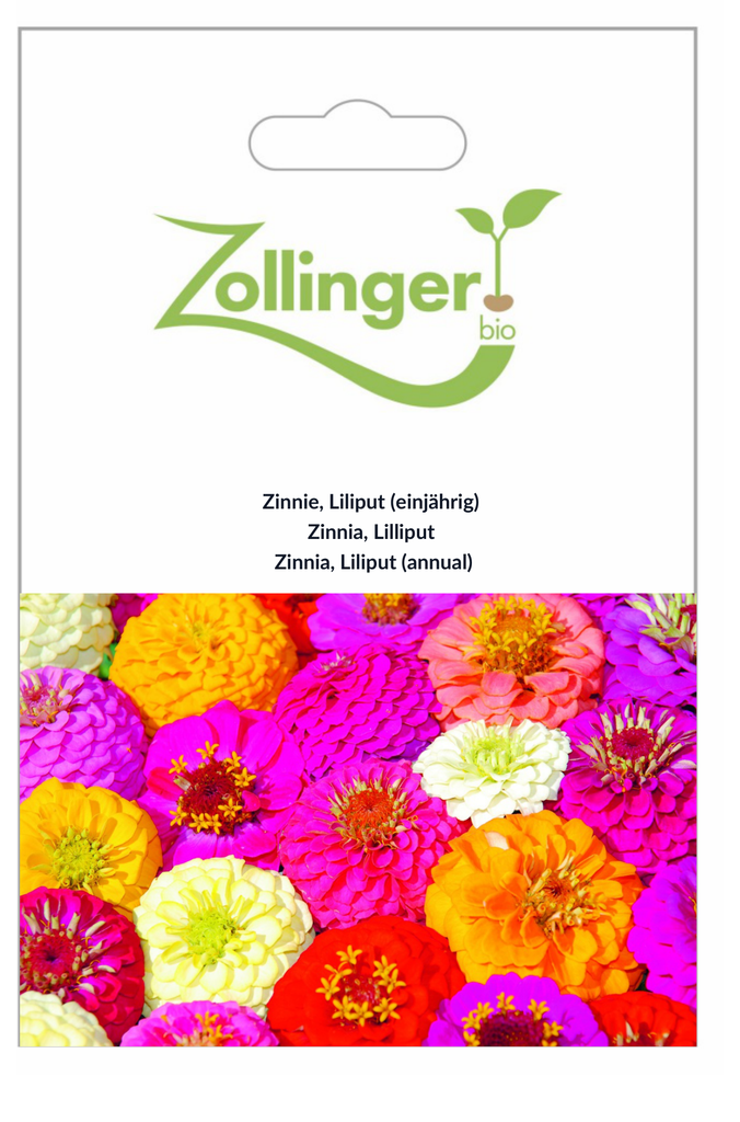 Sachet recto Zinnia, Lilliput