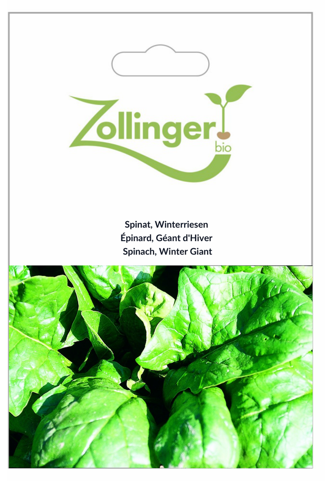 Sachet recto Épinard, Géant d'Hiver