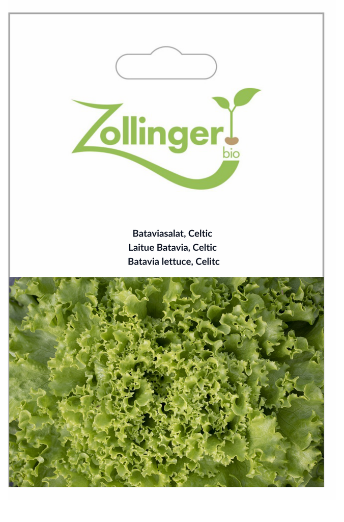 Sachet recto Laitue Batavia, Celtic