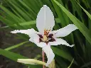 Acidanthera 21.webp
