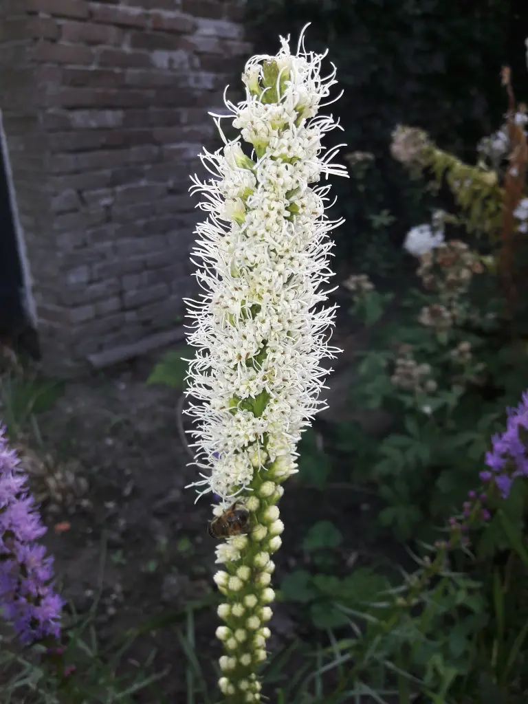 Liatris floristan Alba 1.webp