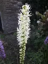 Liatris floristan Alba 1.webp