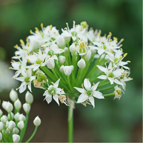 Etiquettes_bulbes d'été_Ecobulbs.pdf (3).webp