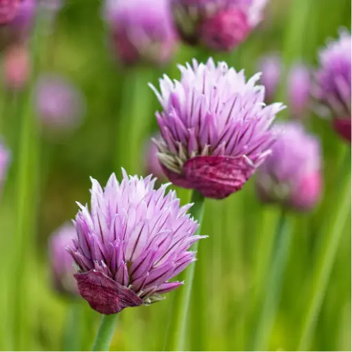 Etiquettes_bulbes d'été_Ecobulbs.pdf (5).webp