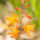 Etiquettes_bulbes d'été_Ecobulbs.pdf (9).webp