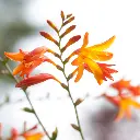 Etiquettes_bulbes d'été_Ecobulbs.pdf (7).webp