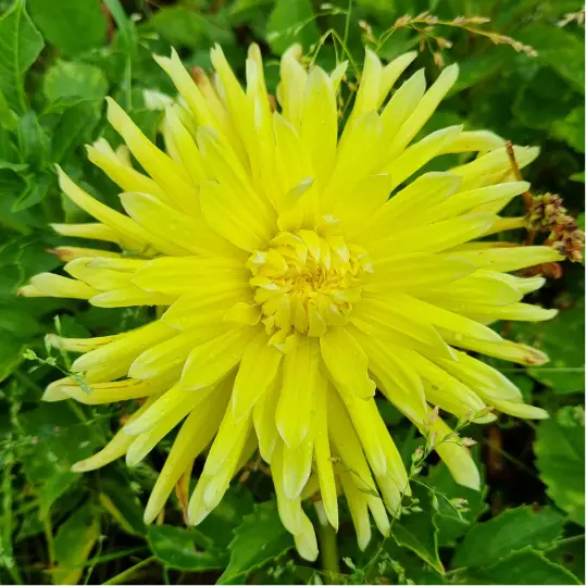 Etiquettes_bulbes d'été_Ecobulbs.pdf (11).webp