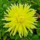 Etiquettes_bulbes d'été_Ecobulbs.pdf (11).webp