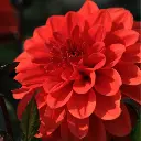 Etiquettes_bulbes d'été_Ecobulbs.pdf (13).webp