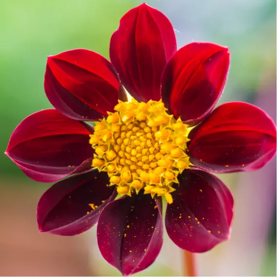 Etiquettes_bulbes d'été_Ecobulbs.pdf (18).webp