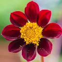 Etiquettes_bulbes d'été_Ecobulbs.pdf (18).webp