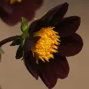 Etiquettes_bulbes d'été_Ecobulbs.pdf (20).webp