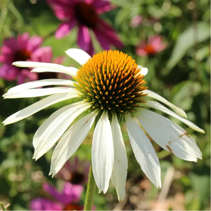 Etiquettes_bulbes d'été_Ecobulbs.pdf (5).webp