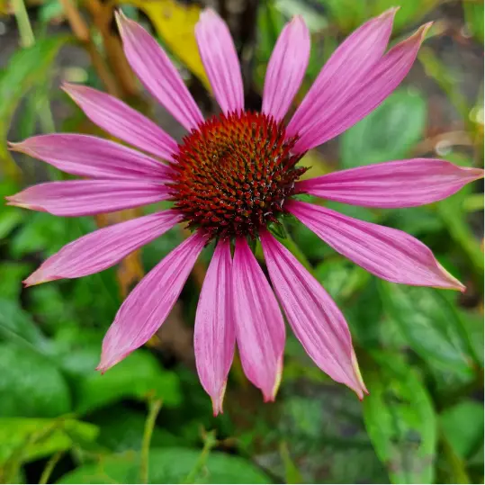 Etiquettes_bulbes d'été_Ecobulbs.pdf (8).webp