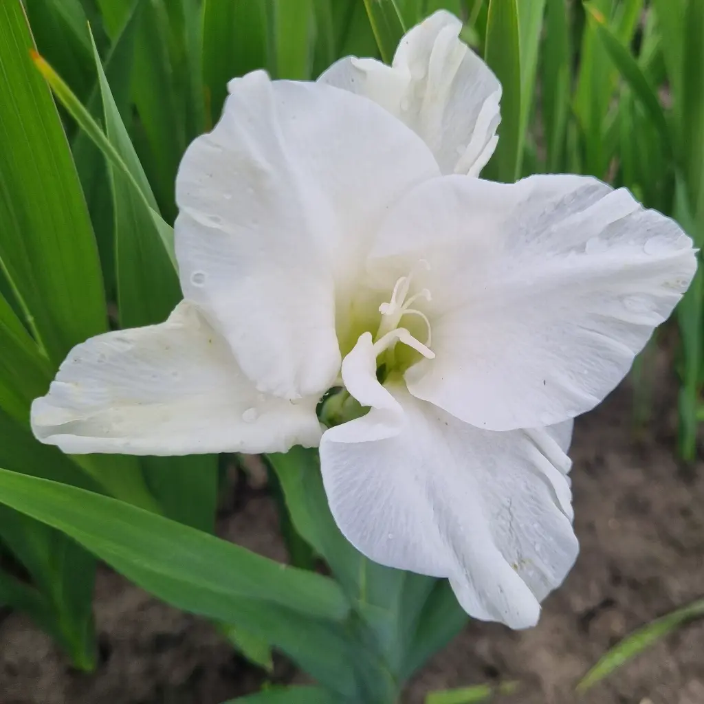 Gladiool Piet Mohlen 2.webp