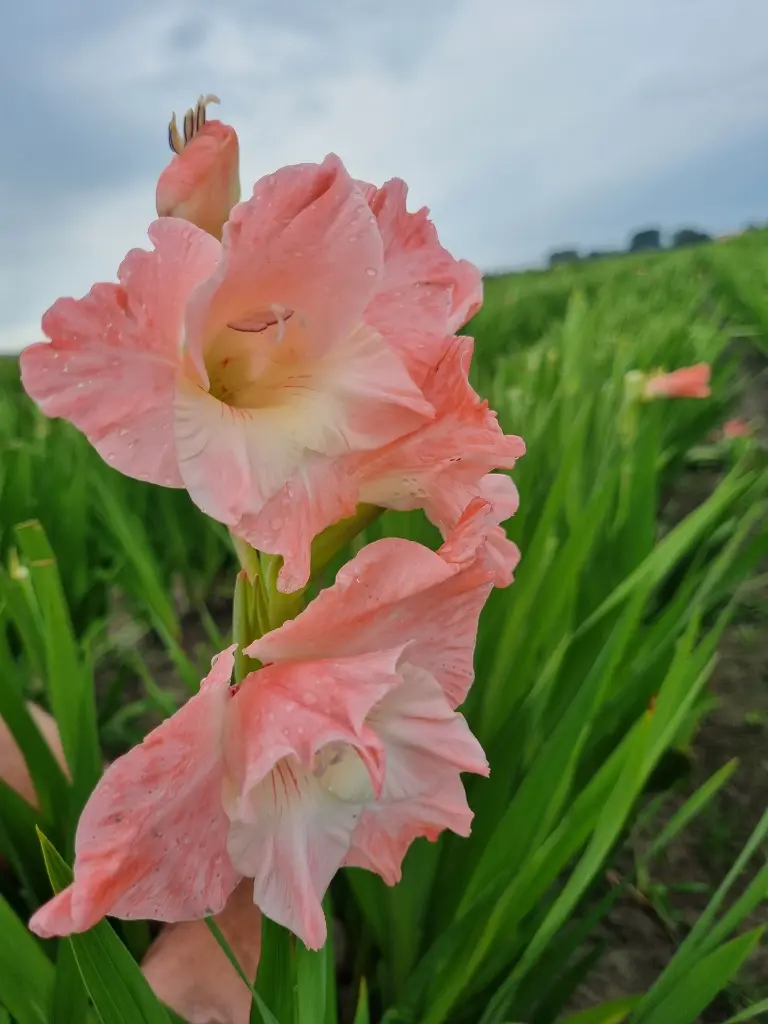 Gladiool Karma 2.webp