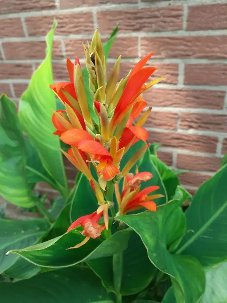 Canna Cleopatra 3.webp