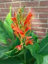 Canna Cleopatra 3.webp