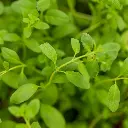 20240511-18_MarchePlantons-59.webp