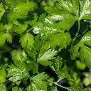 5140_PersilItalie-1.webp