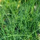 C23630_Ciboulette_MediumLeaf-2.webp