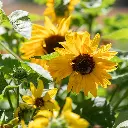 C23704_TournesolMelange-6.webp