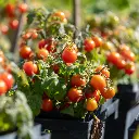 C23160_Tomate_Willma-4.webp