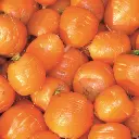 [08050] Marché de Paris (1).webp