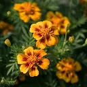 [85400] Simple, mélange (plante annuelle) (1).webp