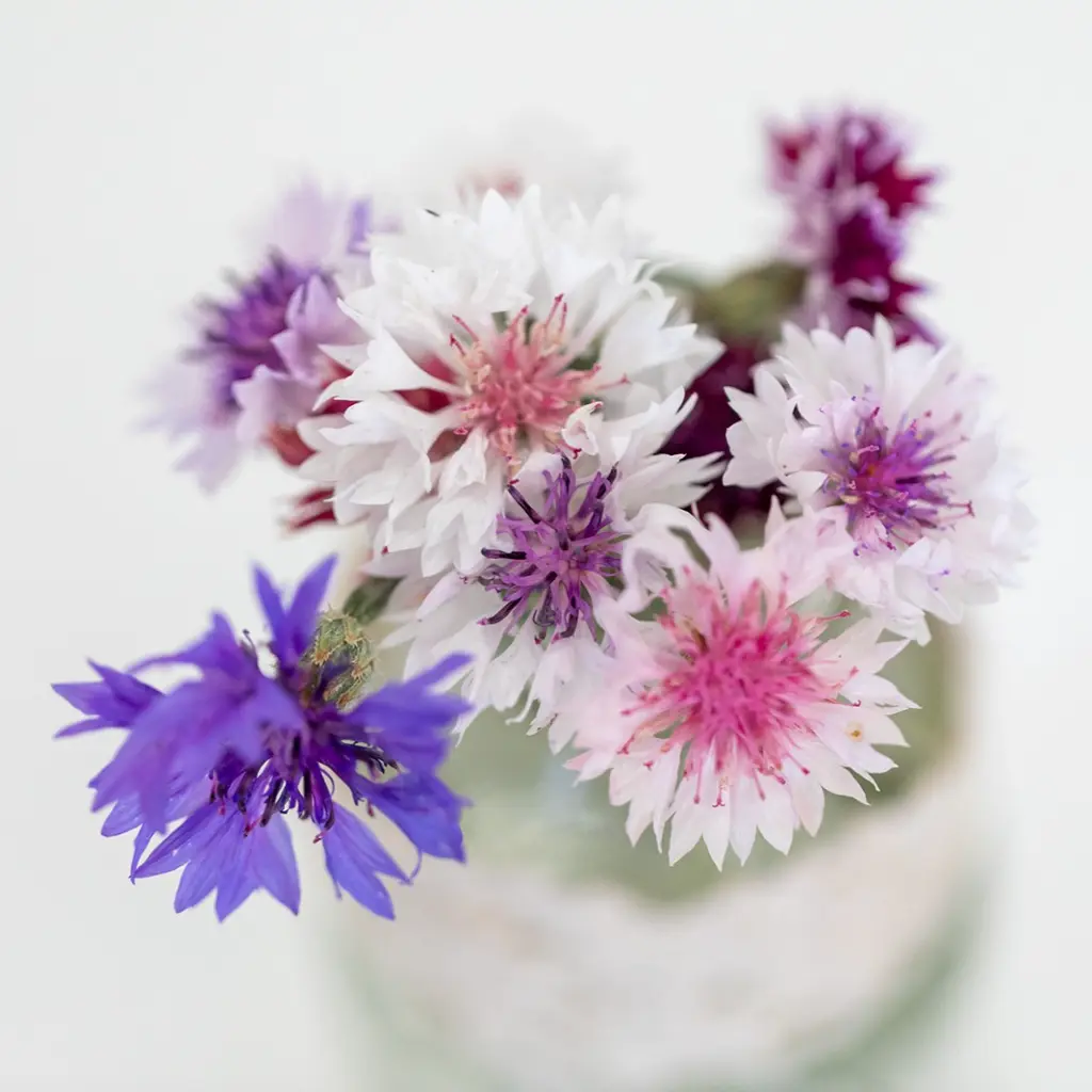 C23666_Bleuet_Melange-3.webp
