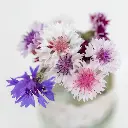 C23666_Bleuet_Melange-3.webp
