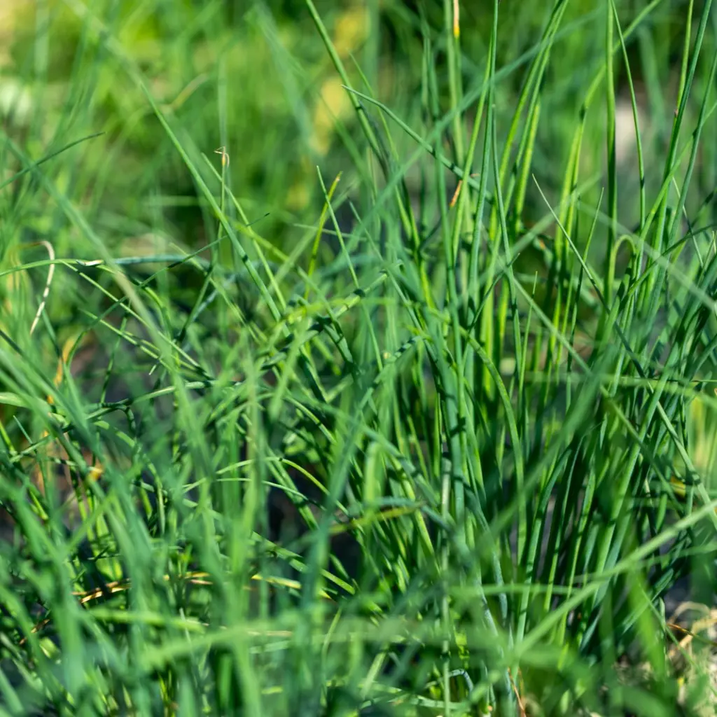 C23630_Ciboulette_MediumLeaf-2.webp